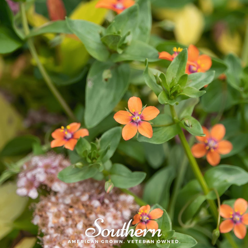 Load image into Gallery viewer, Scarlet Pimpernel – 100 Seeds
