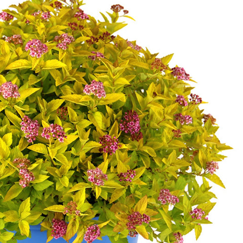 Pineapple Poprocks® Spirea | Spirea japonica 'Golden Select' USPPAF, CPBRAF, additional product view 2