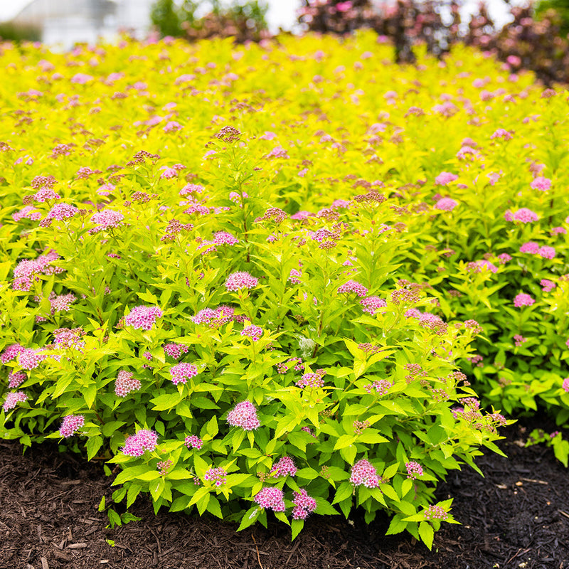 Load image into Gallery viewer, Pineapple Poprocks® Spirea | Spirea japonica 'Golden Select' USPPAF, CPBRAF
