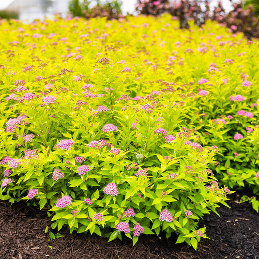 Pineapple Poprocks® Spirea | Spirea japonica 'Golden Select' USPPAF, CPBRAF