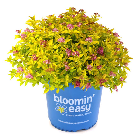 Pineapple Poprocks Spirea