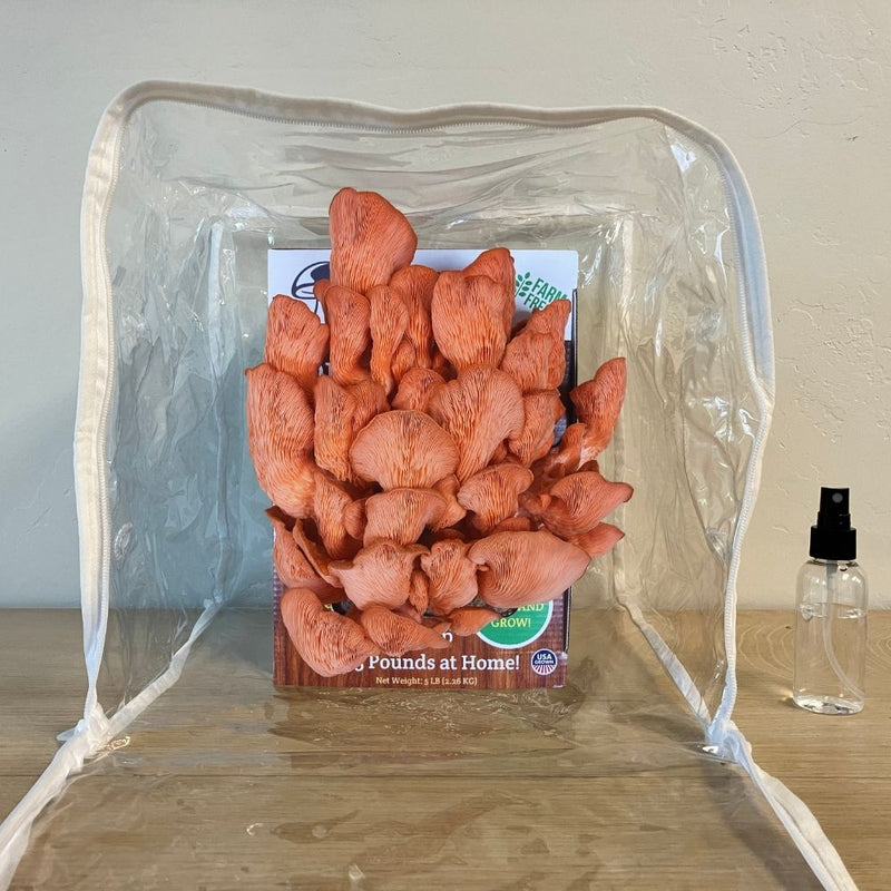Load image into Gallery viewer, Pink Oyster Mushroom Growing Kit - 5 LBS Spray and Grow
