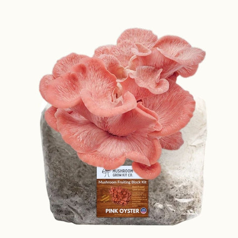 Pink oyster mushroom fruiting block, 5 pounds