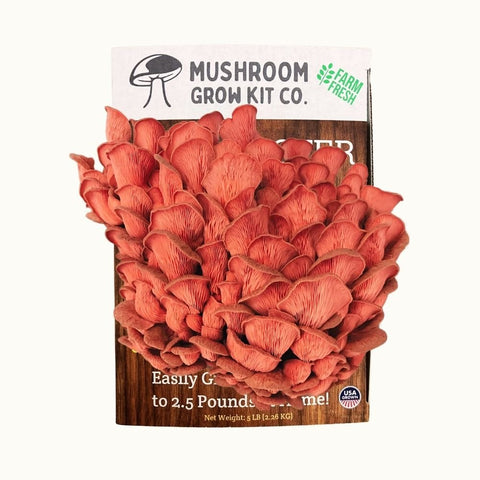 Pink oyster mushroom growing kit, 5 pounds spray and grow