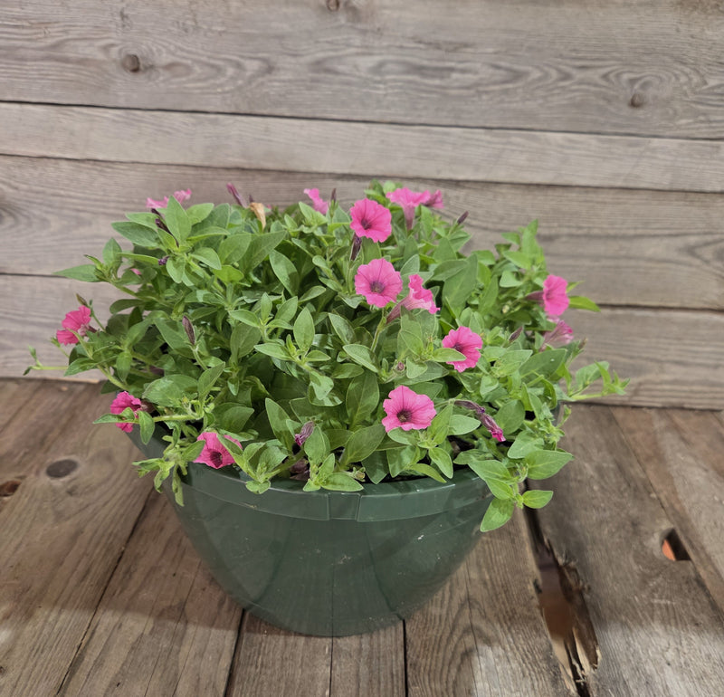 Load image into Gallery viewer, Supertunia Mini Vista® Hot Pink
