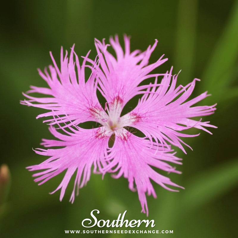 Load image into Gallery viewer, Fringed Pinks – 200 Seeds
