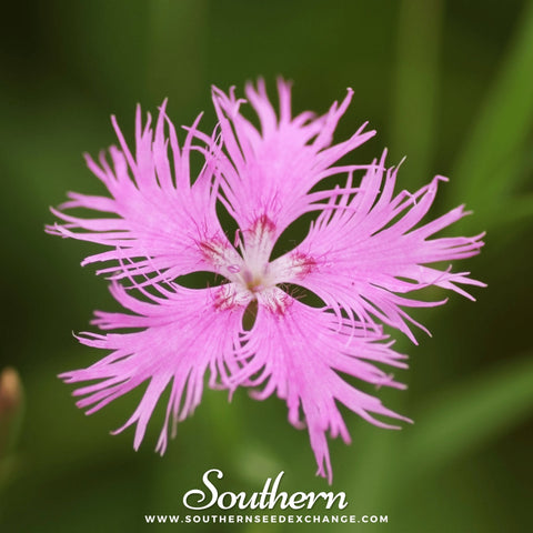 Fringed Pinks seeds package, 200 count, GrowTime Garden Supply