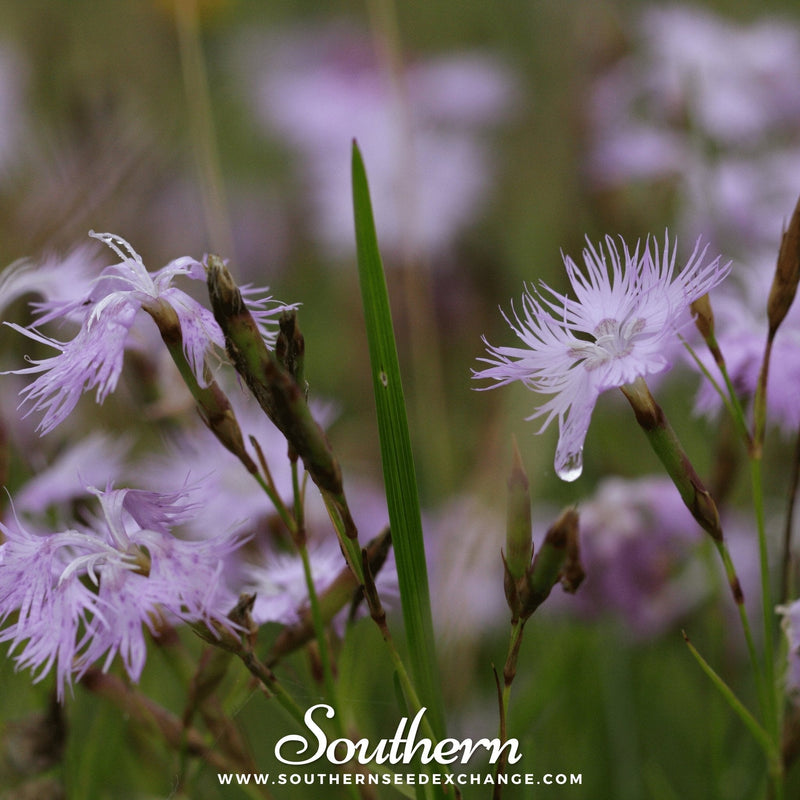 Load image into Gallery viewer, Fringed Pinks – 200 Seeds
