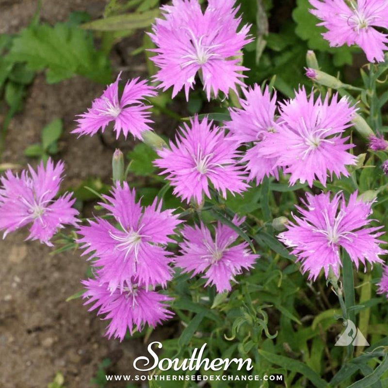 Load image into Gallery viewer, Fringed Pinks – 200 Seeds
