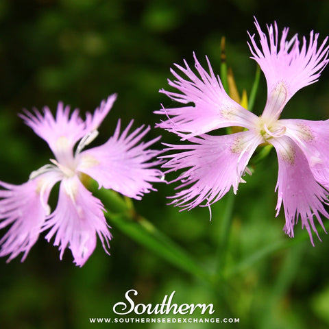 Fringed Pinks – 200 Seeds, additional product view 2