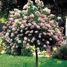 Pinky Winky Hydrangea Standard Tree
