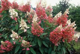 Load image into Gallery viewer, Pinky Winky ®  Hydrangea Standard Tree | Hydrangea paniculata
