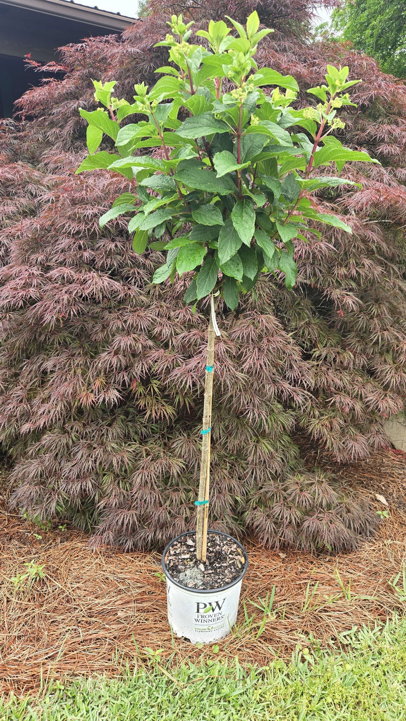 Load image into Gallery viewer, Pinky Winky ®  Hydrangea Standard Tree | Hydrangea paniculata
