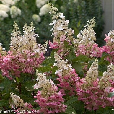 Load image into Gallery viewer, Pinky Winky ®  Hydrangea Standard Tree | Hydrangea paniculata
