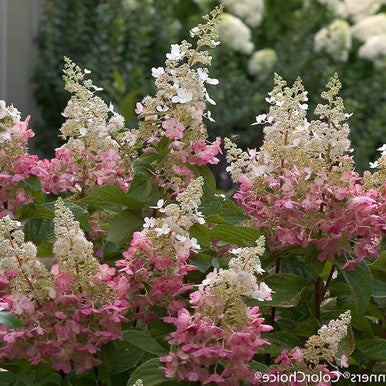 Load image into Gallery viewer, Pinky Winky ®  Hydrangea Standard Tree | Hydrangea paniculata
