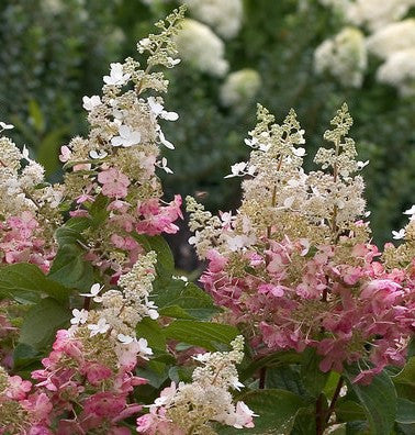Load image into Gallery viewer, Pinky Winky ®  Hydrangea Standard Tree | Hydrangea paniculata
