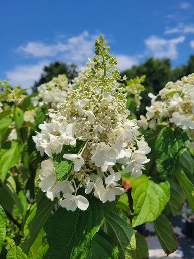 Load image into Gallery viewer, Pinky Winky ®  Hydrangea Standard Tree | Hydrangea paniculata
