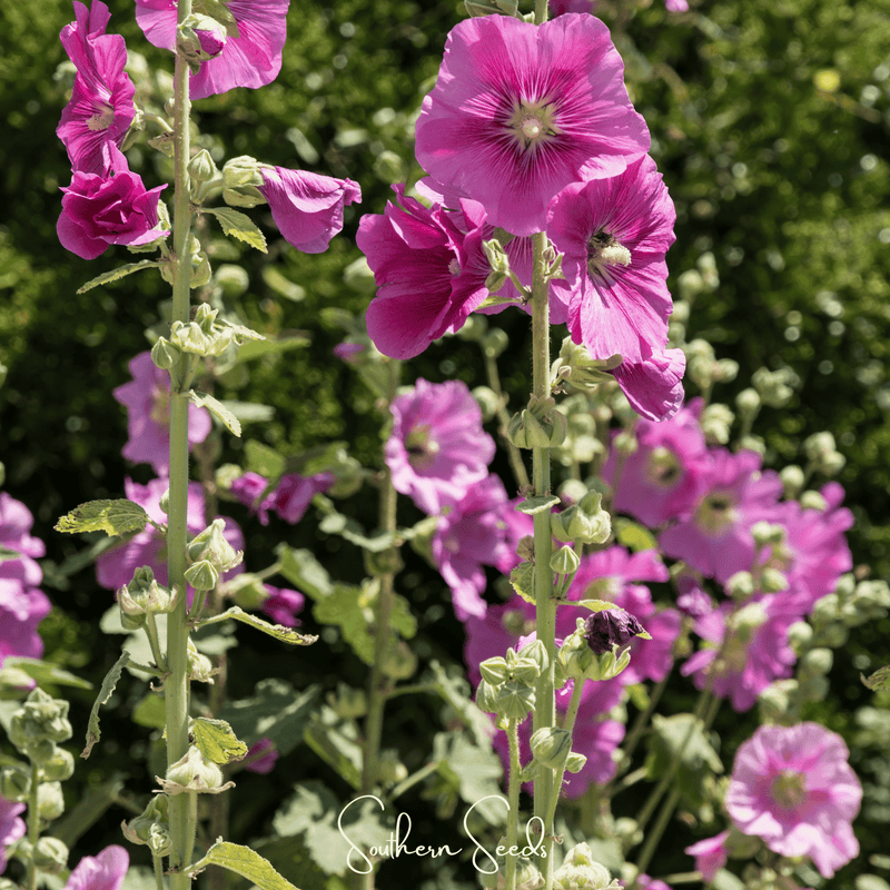 Load image into Gallery viewer, Pixie Patch Seed Collection – 10 Enchanted Varieties
