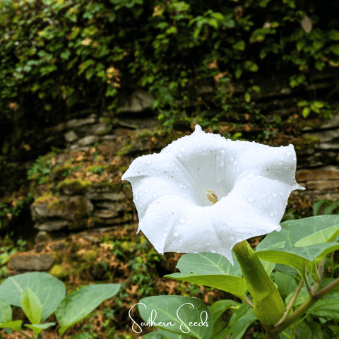 Pixie Patch Seed Collection – 10 Enchanted Varieties, additional product view 2