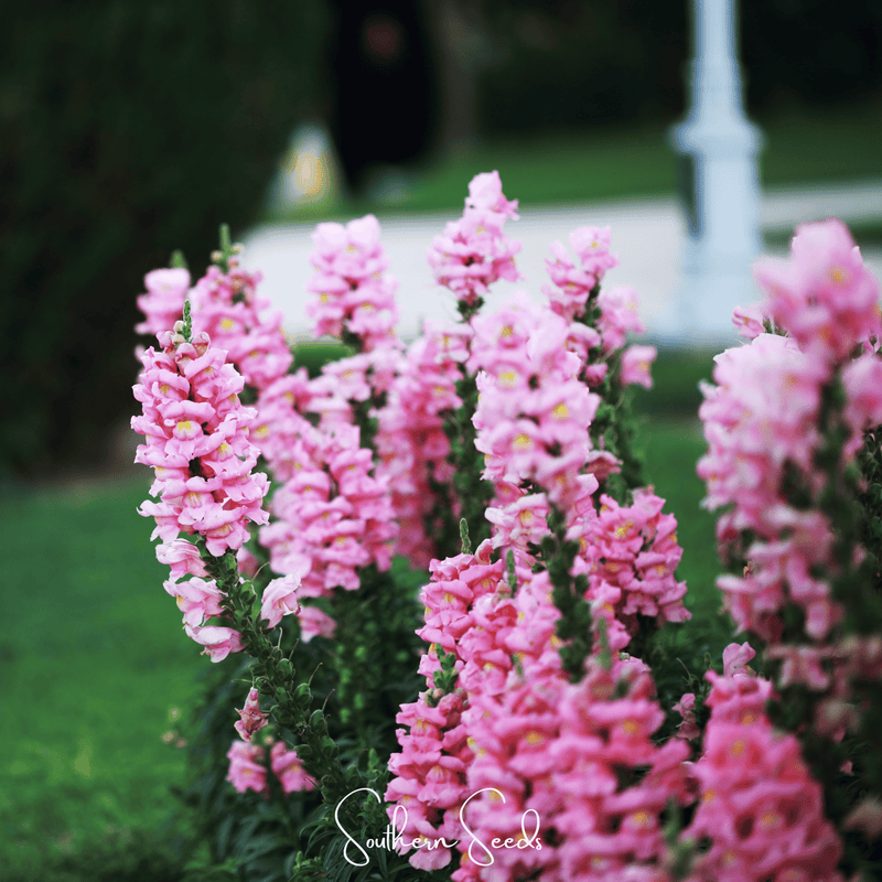 Load image into Gallery viewer, Pixie Patch Seed Collection – 10 Enchanted Varieties
