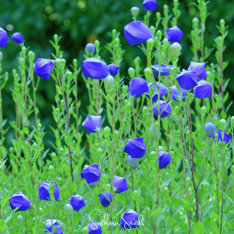 Load image into Gallery viewer, Pixie Patch Seed Collection – 10 Enchanted Varieties
