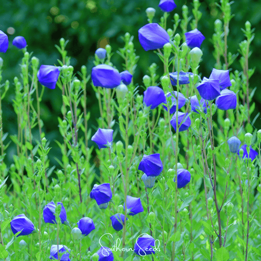 Pixie Patch Seed Collection – 10 Enchanted Varieties