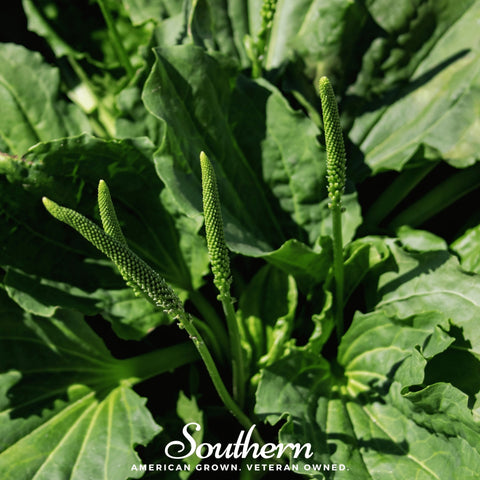 Plantain – 100 Seeds, additional product view 2