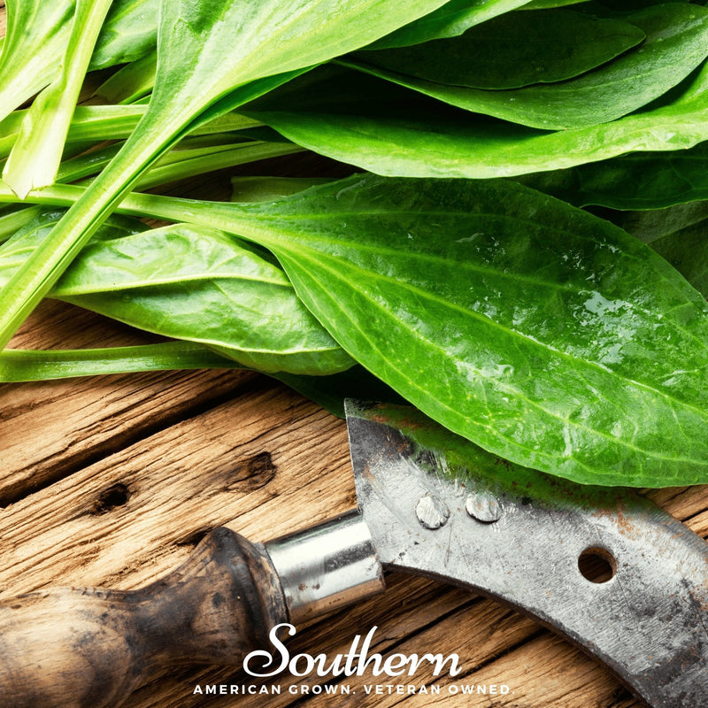 Load image into Gallery viewer, Plantain – 100 Seeds
