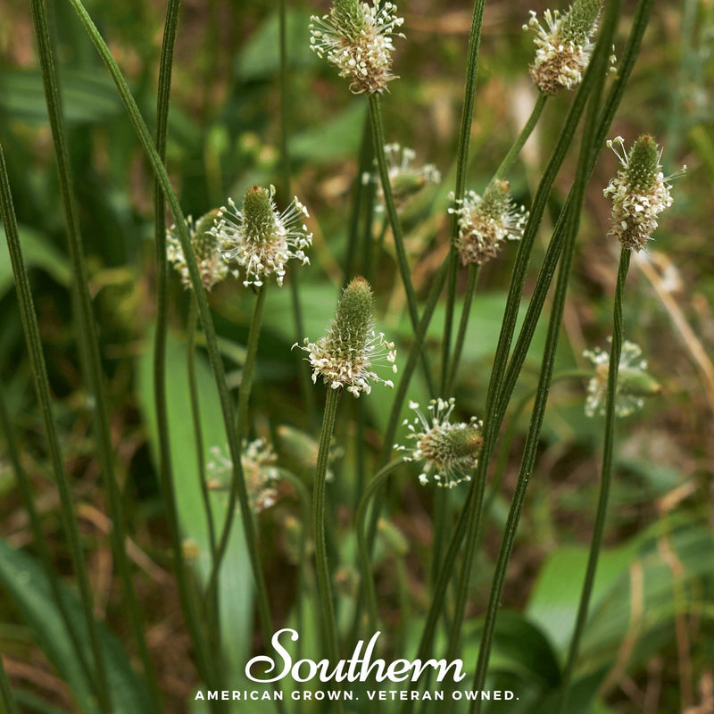 Load image into Gallery viewer, English Plantain – 100 Seeds
