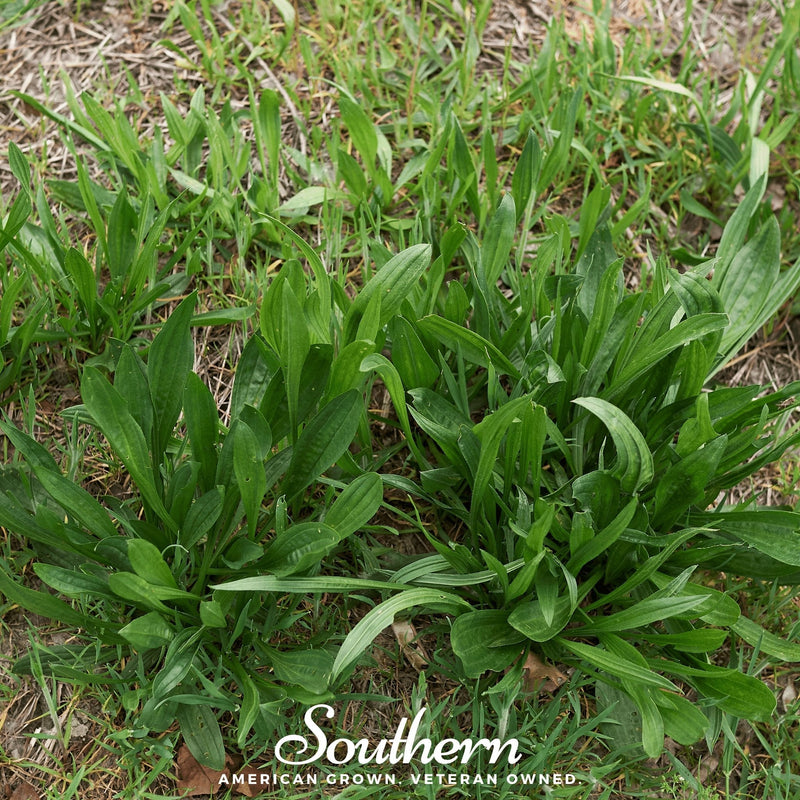 Load image into Gallery viewer, English Plantain – 100 Seeds
