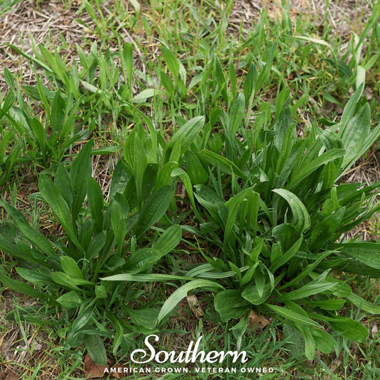 English Plantain – 100 Seeds
