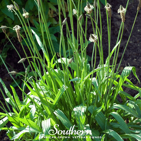 English Plantain 100 Seeds