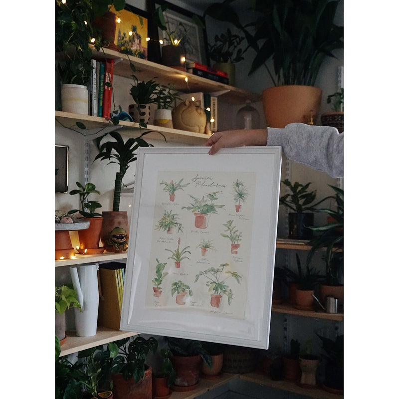 Load image into Gallery viewer, Plant Species Poster
