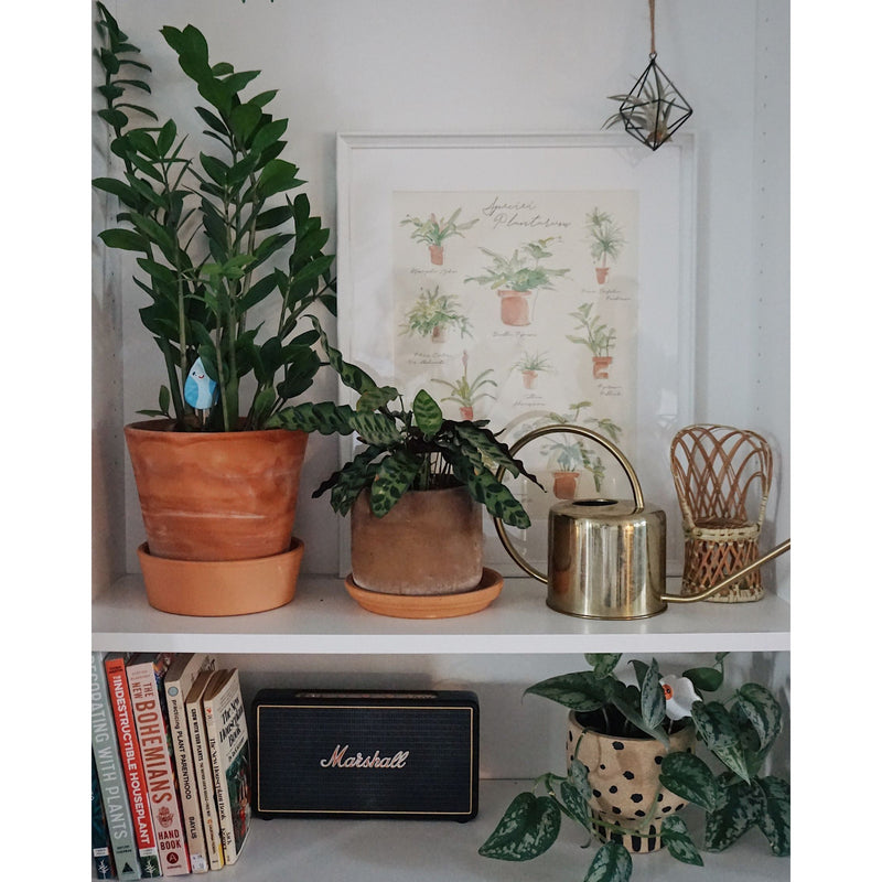 Load image into Gallery viewer, Plant Species Poster
