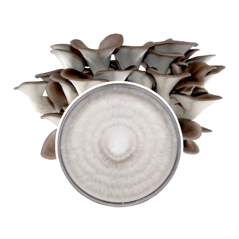 Load image into Gallery viewer, Blue Oyster Plate Culture
