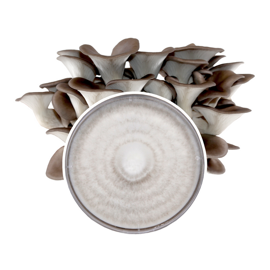 Blue Oyster Plate Culture