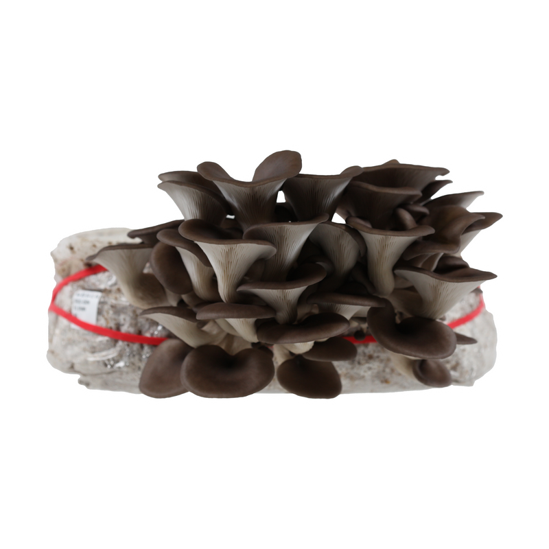 Load image into Gallery viewer, Blue Oyster Plate Culture

