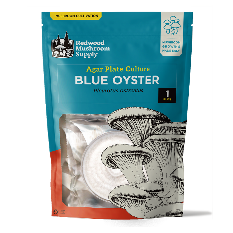 Load image into Gallery viewer, Blue Oyster Plate Culture
