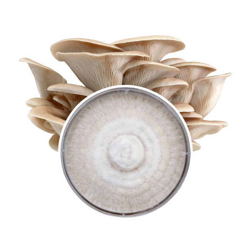 Load image into Gallery viewer, Grey Oyster Plate Culture
