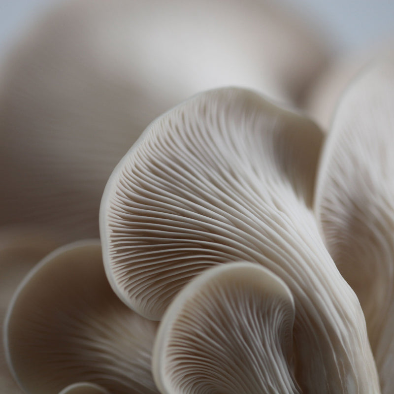Load image into Gallery viewer, Grey Oyster Plate Culture
