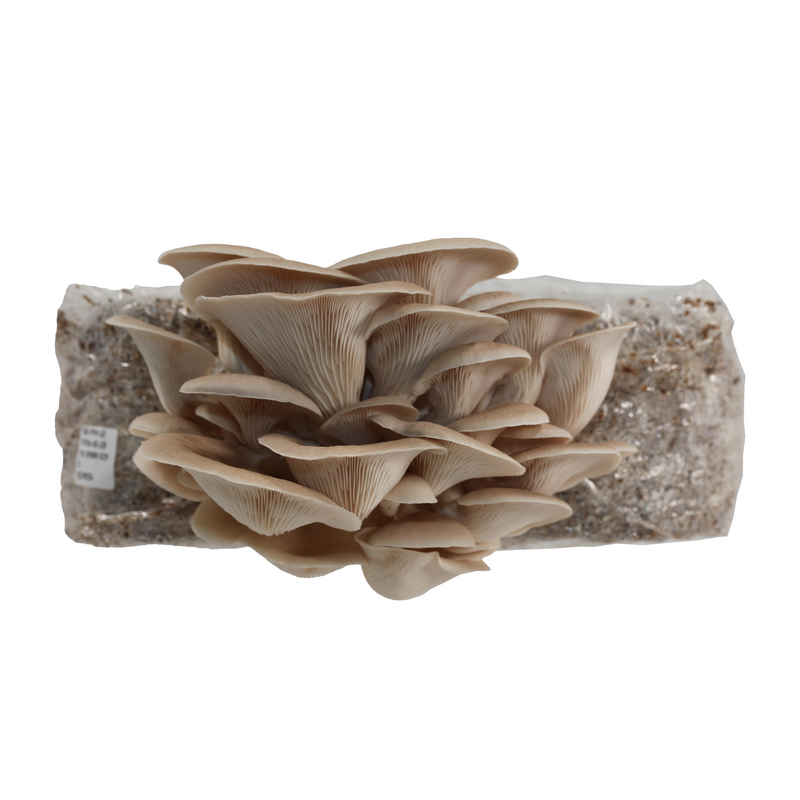Load image into Gallery viewer, Grey Oyster Plate Culture
