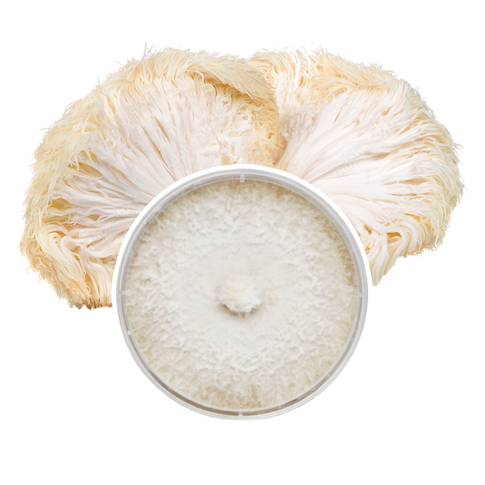 Lion's Mane Plate Culture