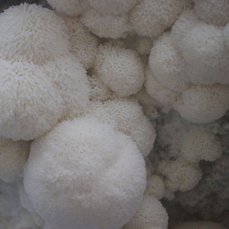 Load image into Gallery viewer, Lion's Mane Plate Culture
