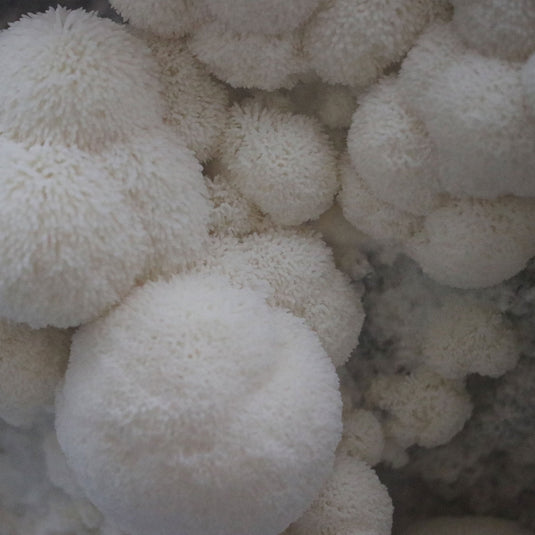 Lion's Mane Plate Culture