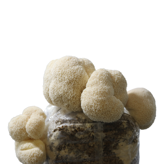 Lion's Mane Plate Culture
