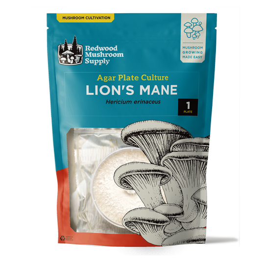 Lion's Mane Plate Culture