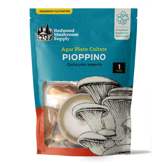 Pioppino Plate Culture