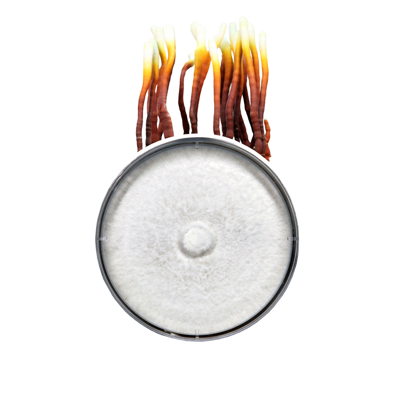 Load image into Gallery viewer, Reishi Plate Culture
