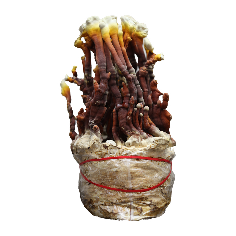 Load image into Gallery viewer, Reishi Plate Culture
