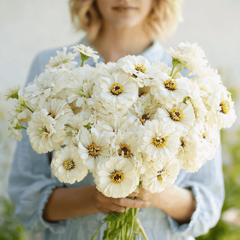 Polar Bear Zinnia seeds package, 100 count, GrowTime Garden Supply